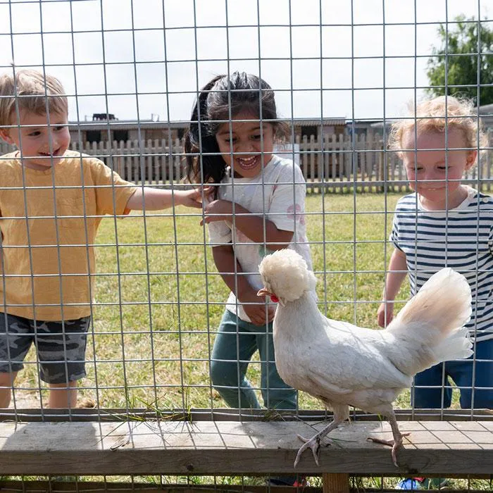 Chicken Feeding (12pm)