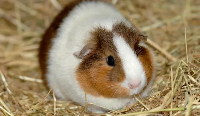 Guinea Pig