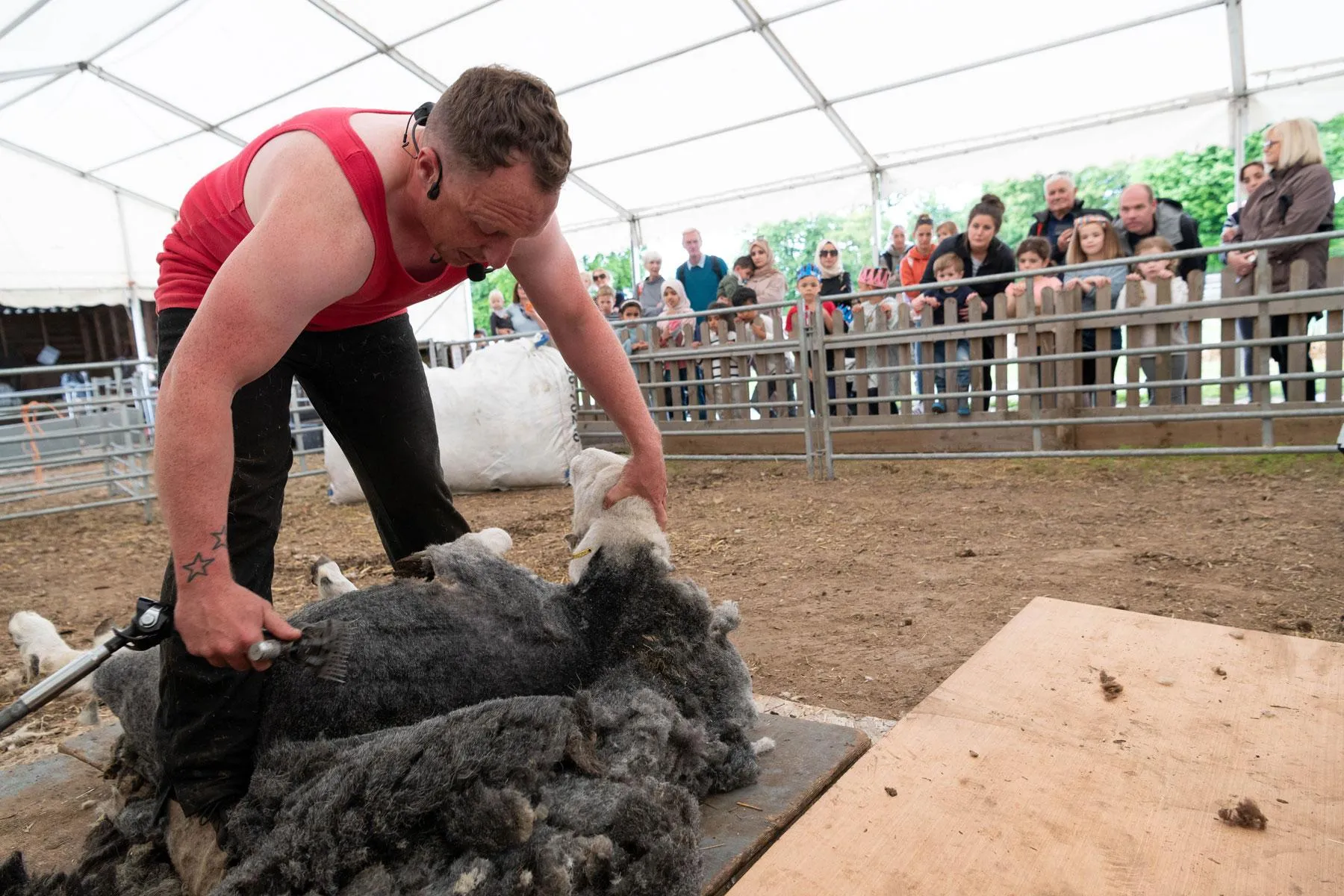 Live Sheep Shearing Demonstrations