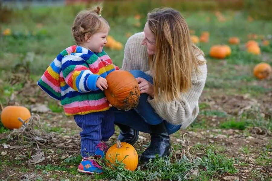Pumpkin picking free pumpkin