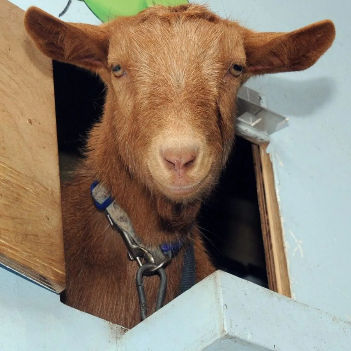 Odds google images (square) (2)