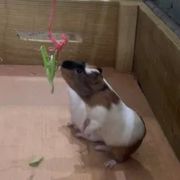 guinea pig fishing