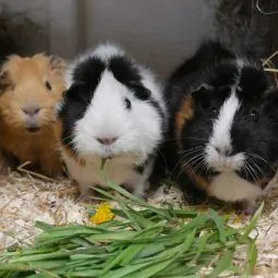Guinea pigs odds farm